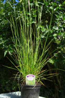 Deschampsia cespitosa Tufted Hair Grass mail order irish plants 